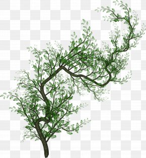 Vines - Tree Information Clip Art PNG