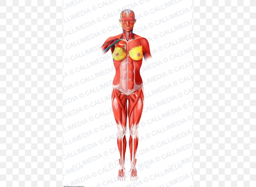 Homo Sapiens Muscle Blood Vessel Human Body Muscular System, PNG, 600x600px, Watercolor, Cartoon, Flower, Frame, Heart Download Free
