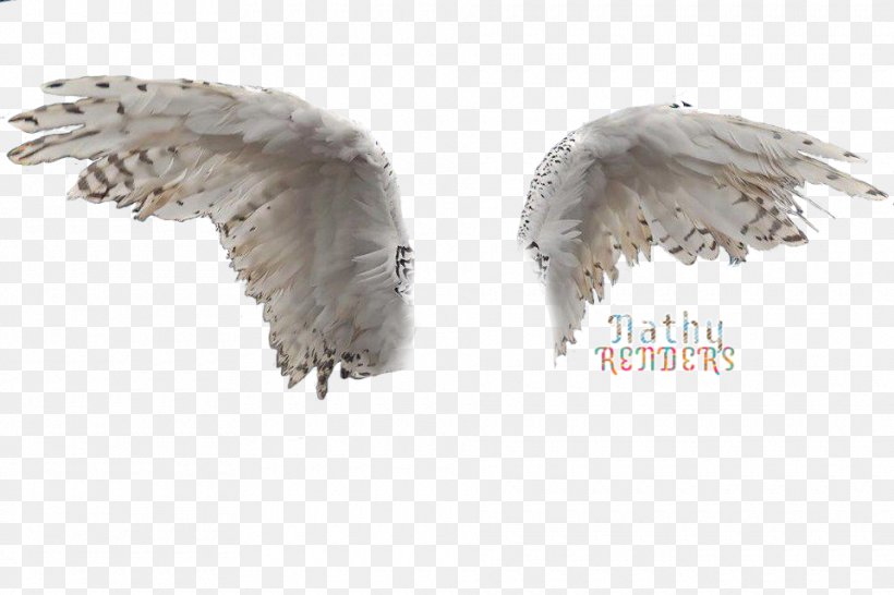 Owl Image Bird Wing Rendering, PNG, 960x640px, Owl, Animal, Beak, Bird, Bird Of Prey Download Free