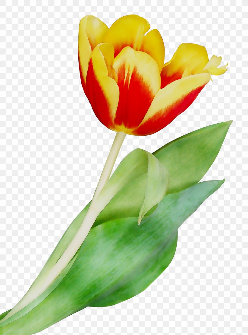 Tulip Cut Flowers Plant Stem Bud Petal, PNG, 2756x3720px, Tulip, Anthurium, Botany, Bud, Cut Flowers Download Free