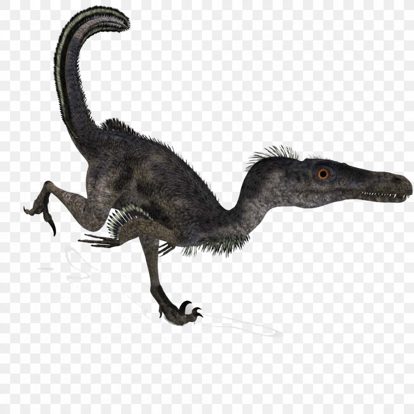 Velociraptor Deinonychus Battle Of Giants: Dinosaurs, PNG, 1000x1000px, Velociraptor, Dinosaur, Dromaeosauridae, Eudromaeosauria, Fauna Download Free