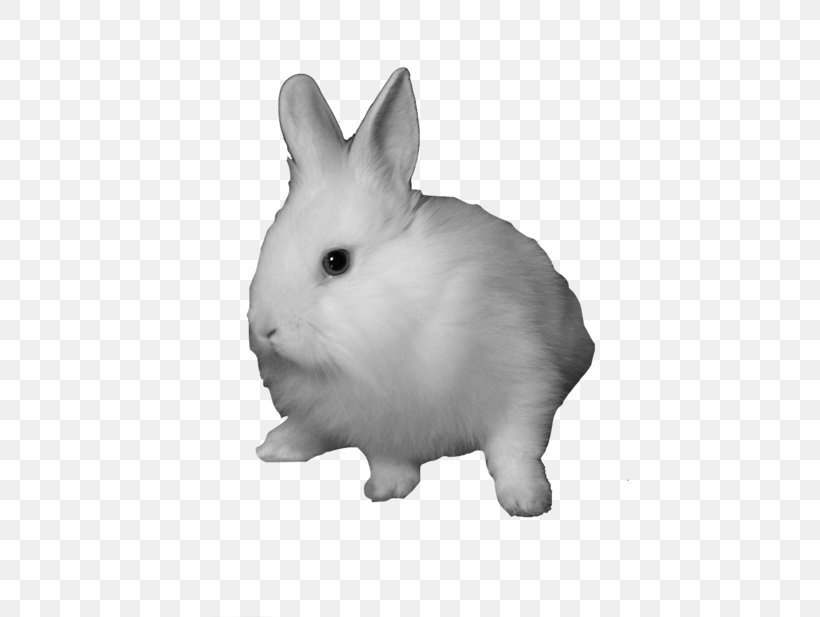 Domestic Rabbit Snowshoe Hare Clip Art, PNG, 500x617px, Domestic Rabbit, Black And White, Easter Bunny, Fur, Hare Download Free