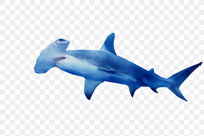 Requiem Sharks Scalloped Hammerhead Great White Shark Great Hammerhead Smalleye Hammerhead, PNG, 1189x793px, Requiem Sharks, Animal Figure, Bronze Hammerhead Shark, Bull Shark, Carcharhiniformes Download Free