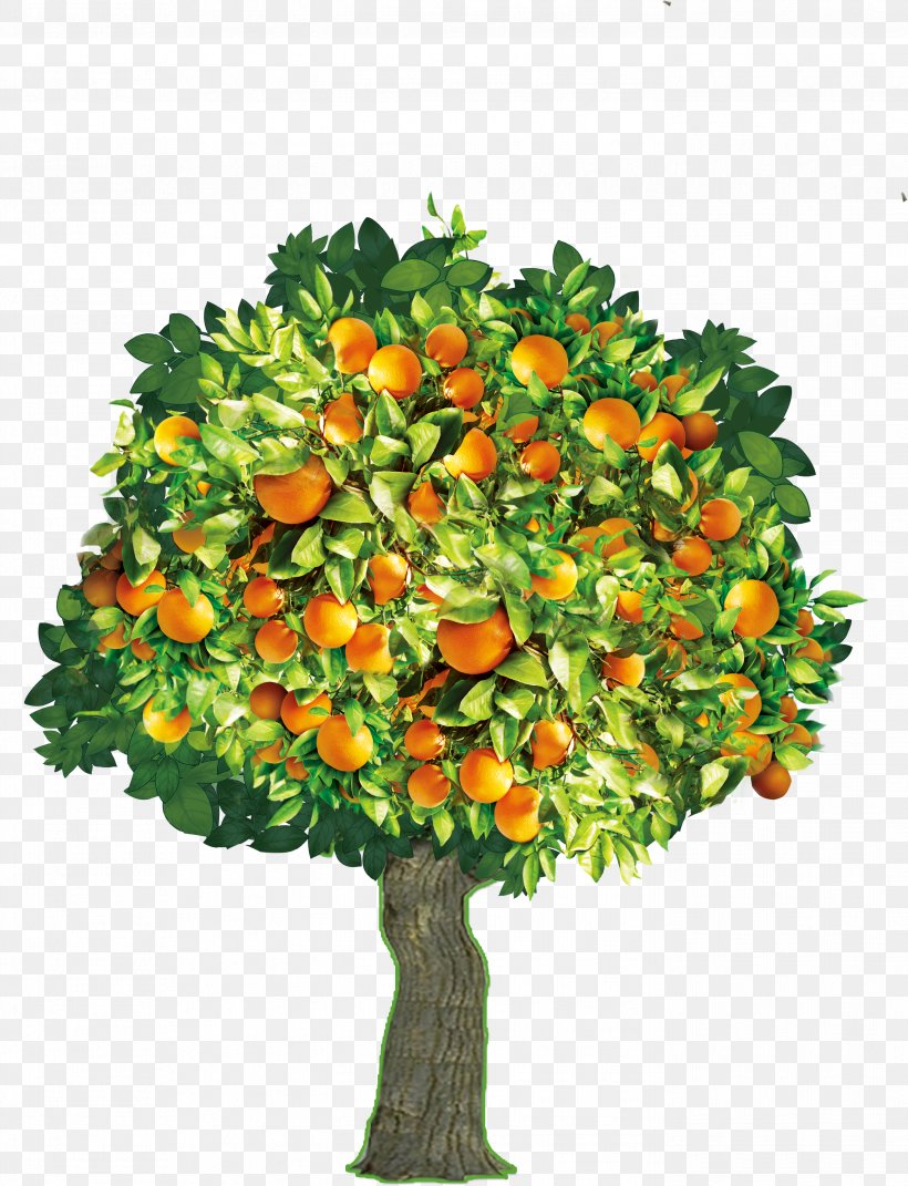 Tree Mandarin Orange, PNG, 2791x3646px, Tree, Citrus Xd7 Sinensis, Drawing, Evergreen, Floral Design Download Free