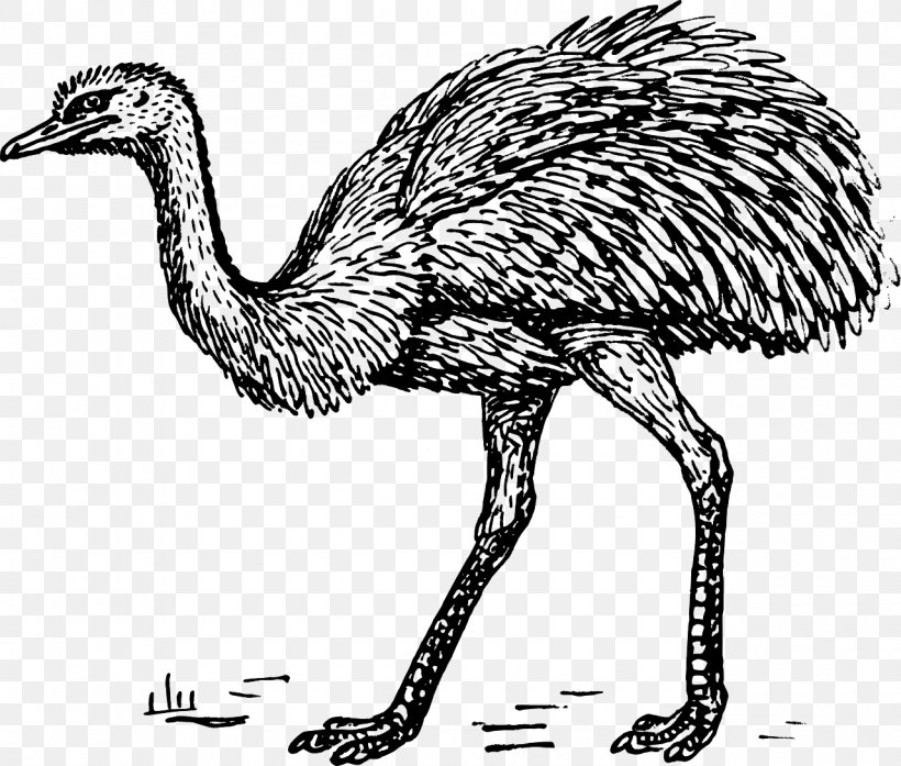 Common Ostrich Bird Greater Rhea Drawing Clip Art, PNG, 1280x1088px, Common Ostrich, Animation, Art, Beak, Bird Download Free