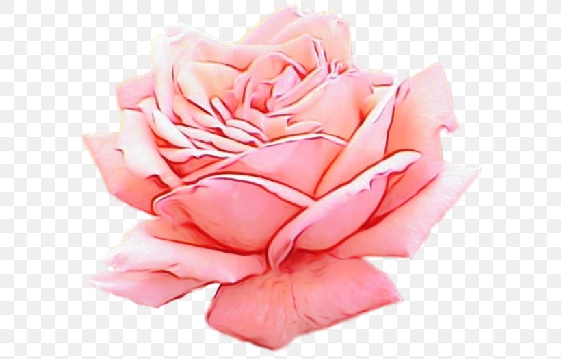Garden Roses, PNG, 600x524px, Watercolor, Flower, Flowering Plant, Garden Roses, Hybrid Tea Rose Download Free