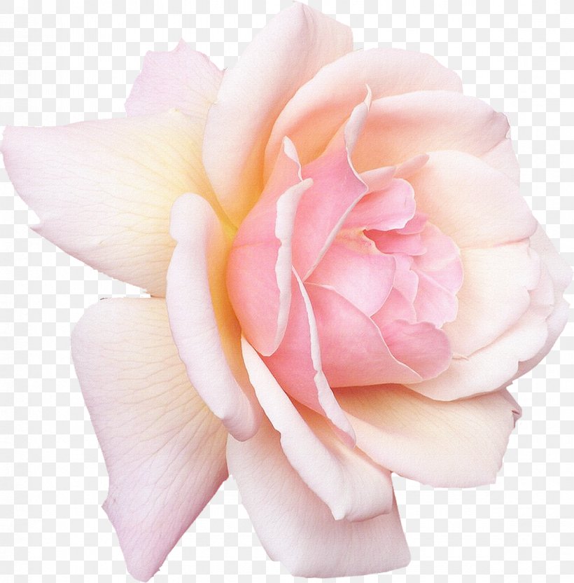 Rose White Pink Flower Desktop Wallpaper, PNG, 1182x1200px, Rose, Cut Flowers, Floral Design, Floribunda, Flower Download Free
