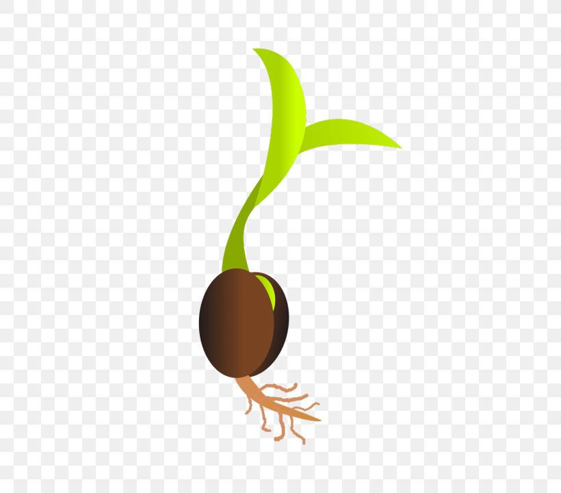 Germination Seed Sprouting Bud Clip Art, PNG, 600x720px, Germination, Bud, Cereal Germ, Embryo, Fruit Download Free