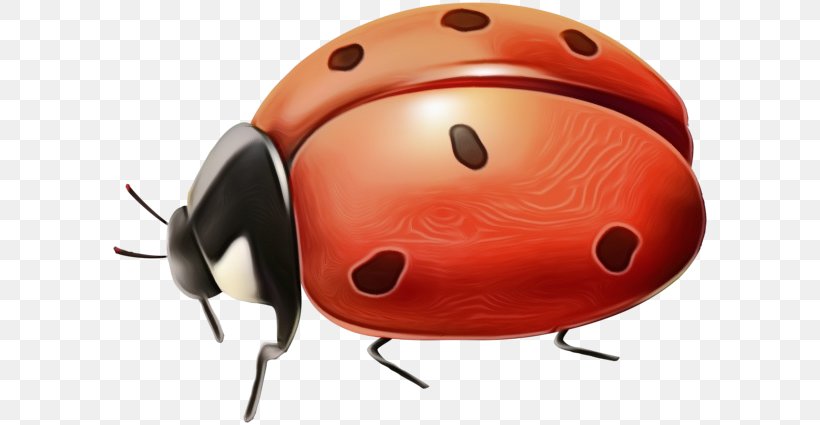 Ladybird Beetle Art Image, PNG, 600x425px, Ladybird Beetle, Art, Art Museum, Arthropod, Beetle Download Free