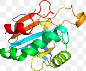 Line - Organism Line Clip Art PNG