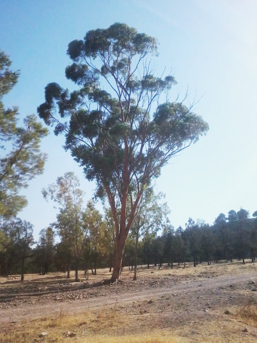 SIDI MAAFA Forest Gum Trees Plant Meaning, PNG, 900x1200px, Gum Trees, Branch, Conifer, Dictionary, Ecoregion Download Free