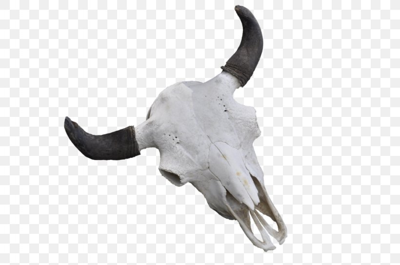 Cattle Skull Jeffrey Horn, PNG, 1024x680px, Cattle, Bone, Hand, Horn, Jaw Download Free
