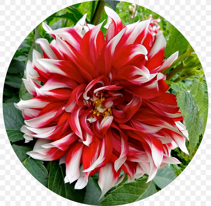 Dahlia Floristry Cut Flowers Petal, PNG, 800x800px, Dahlia, Annual Plant, Cut Flowers, Daisy Family, Floristry Download Free