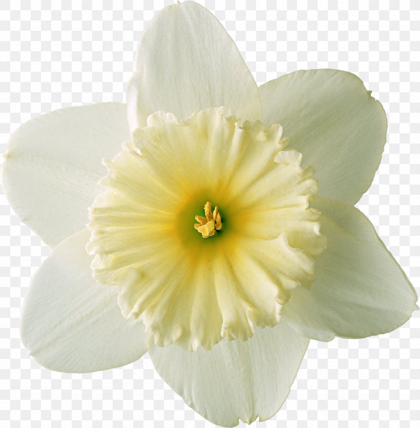 Narcissus Tazetta, PNG, 1178x1200px, Narcissus, Amaryllis Family, Daffodil, Designer, Flower Download Free