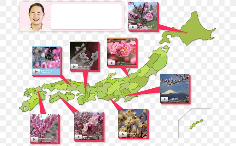 Plum Blossom Photography Japan Festival Photo-book, PNG, 722x509px, Plum Blossom, Author, Festival, Flora, Flower Download Free