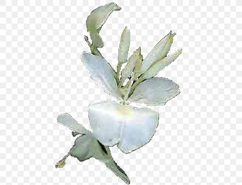 Hedychium Coronarium Flowering Plant Petal Butterflies And Moths, PNG, 450x628px, Hedychium Coronarium, Bird, Butterflies And Moths, Cuba, Flower Download Free