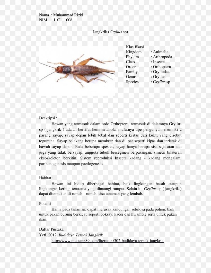 Insect Gryllus Cricket Orthoptera Biological Classification, PNG, 1700x2200px, Insect, Animal, Arthropod, Biological Classification, Cricket Download Free