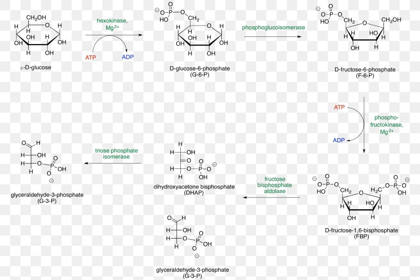 Glycolysis Metabolic Pathway Adenosine Triphosphate Glucose Sugar Phosphates, PNG, 782x547px, Glycolysis, Adenosine Triphosphate, Area, Biochemistry, Carbon Download Free