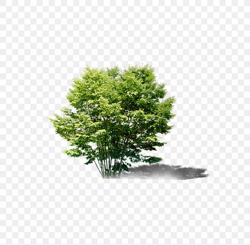 Tree Bonsai Evergreen Download, PNG, 868x850px, Tree, Bonsai, Evergreen, Google Images, Grass Download Free
