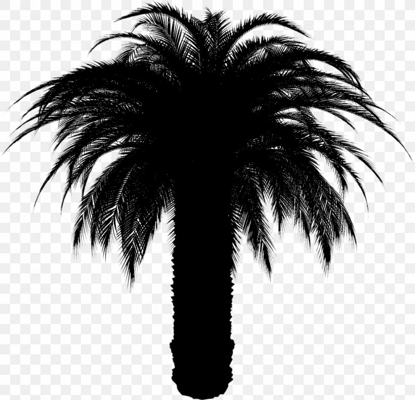 Asian Palmyra Palm Babassu Date Palm Palm Trees Attalea, PNG, 1600x1542px, Asian Palmyra Palm, Arecales, Attalea, Attalea Speciosa, Babassu Download Free