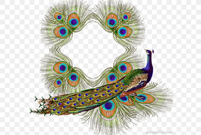 Bird Asiatic Peafowl Paper, PNG, 600x553px, Bird, Animal, Asiatic Peafowl, Feather, Painting Download Free