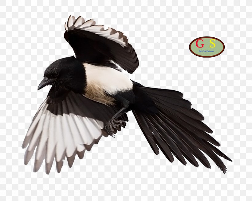 Eurasian Magpie Vulture, PNG, 1000x800px, Eurasian Magpie, Beak, Bird, Bulldog, Crow Like Bird Download Free