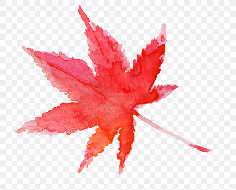 Maple Leaf, PNG, 2710x2188px, Watercolor Leaf, Flower, Leaf, Maple, Maple Leaf Download Free