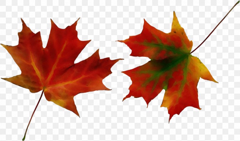 Maple Leaf, PNG, 1000x589px, Watercolor, Autumn, Black Maple, Canada, Chiropractic Download Free