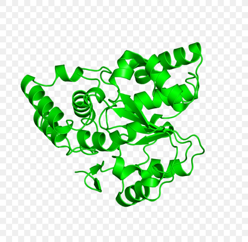 Organism Line Clip Art, PNG, 800x800px, Organism, Area, Green Download Free