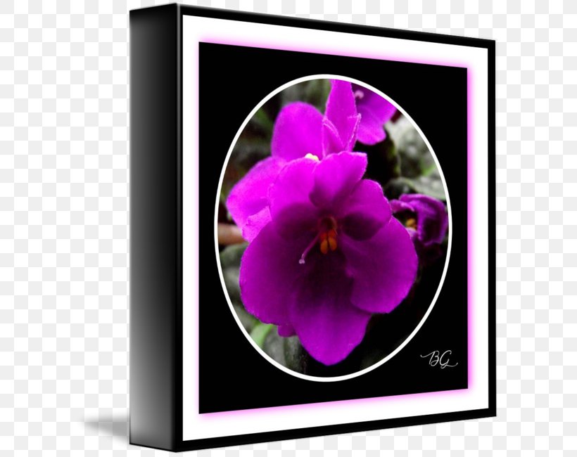 Pansy Violet Petal, PNG, 606x650px, Pansy, Flora, Flower, Flowering Plant, Magenta Download Free