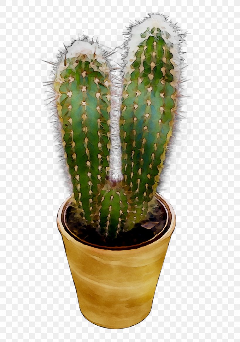 San Pedro Cactus Image Triangle Cactus Prickly Pear Plants, PNG, 1125x1606px, San Pedro Cactus, Acanthocereus Tetragonus, Cactus, Caryophyllales, Color Download Free