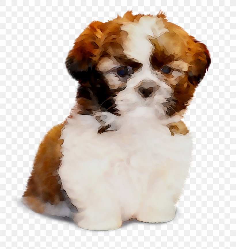 Cavachon Shih Tzu Havanese Dog Lhasa Apso Puppy, PNG, 1114x1177px, Cavachon, Breed, Canidae, Carnivore, Cavapoo Download Free