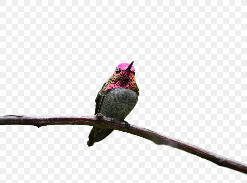 Feather, PNG, 1145x853px, Hummingbirds, Beak, Feather, Finches, Pollinator Download Free