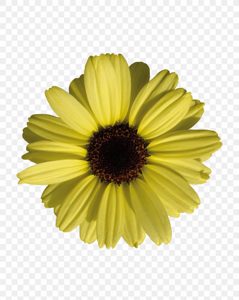 Common Sunflower Marguerite Daisy Transvaal Daisy Common Daisy, PNG, 1840x2316px, Common Sunflower, Annual Plant, Argyranthemum, Chrysanthemum, Chrysanths Download Free