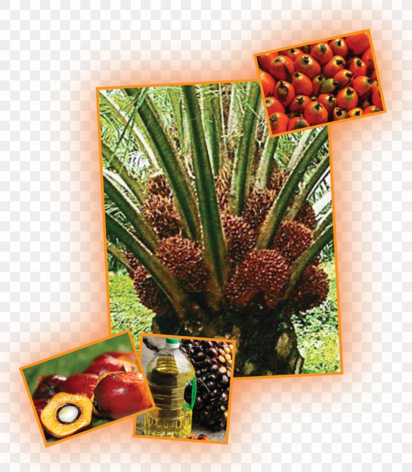 Oil Palms Plantation Waqf Coconut Vegetable, PNG, 972x1112px, Oil Palms, Alazhar University, Auglis, Blog, Coconut Download Free