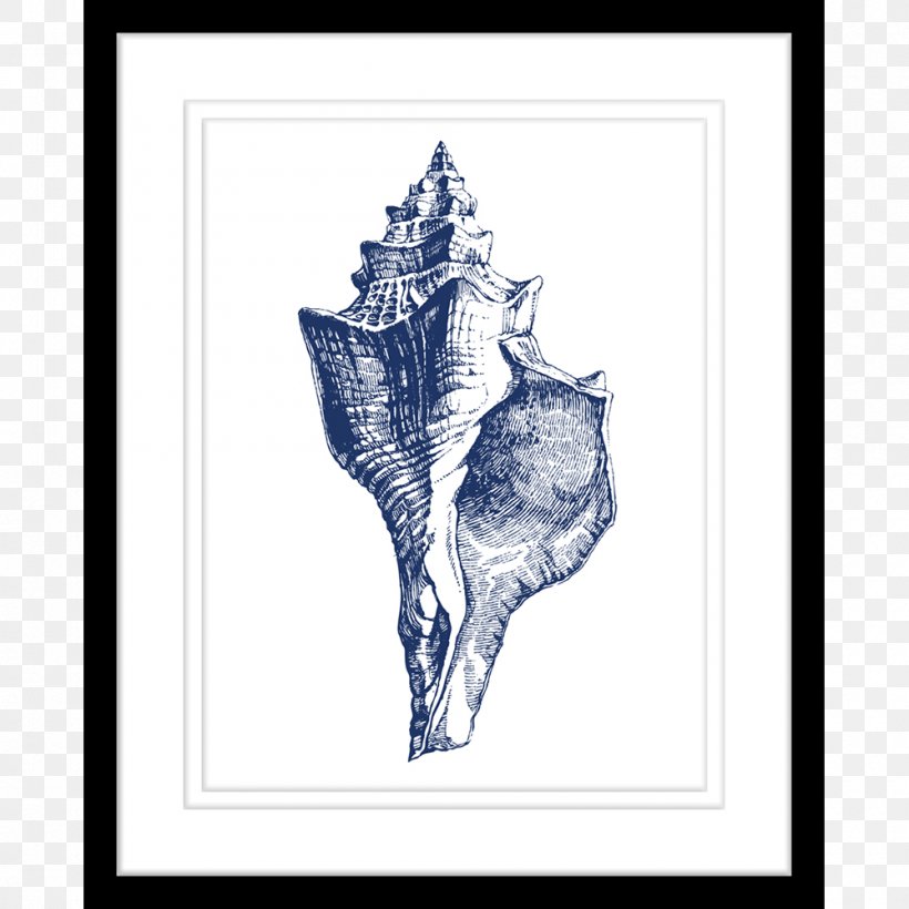 Seashell Cowry Poster, PNG, 1000x1000px, Seashell, Cerastoderma Edule, Conch, Cowry, Drawing Download Free