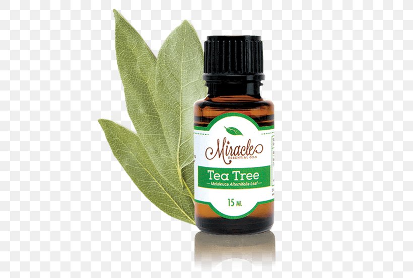 Tea Tree Oil Essential Oil Aromatherapy, PNG, 516x553px, Tea, Aromatherapy, Essential Oil, Eucalyptus Oil, Food Download Free