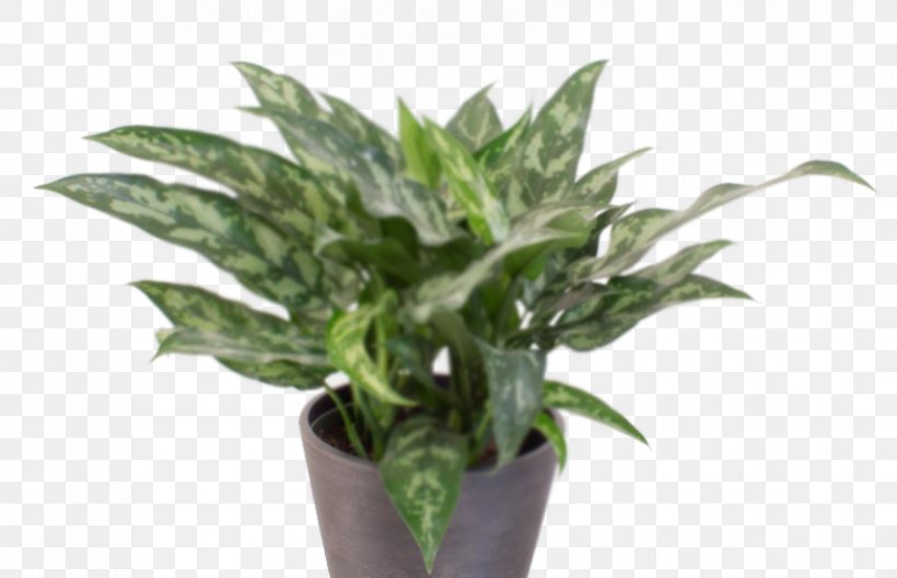 Chinese Evergreen Peace Lily Garden Centre Houseplant Dumb Canes, PNG, 853x550px, Chinese Evergreen, Chinese Evergreens, Cutting, Dracaena, Dumb Canes Download Free