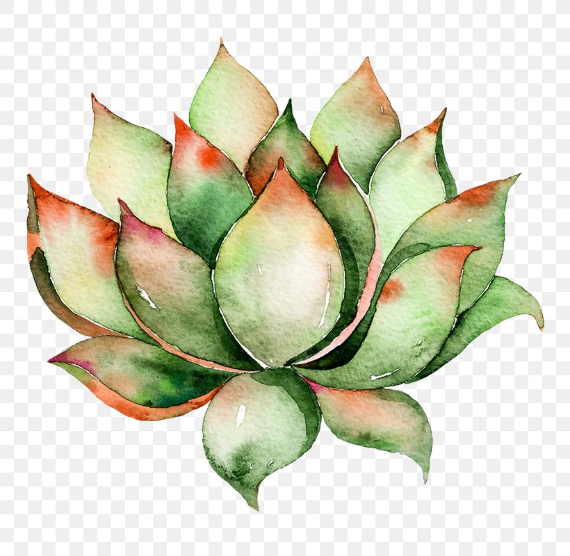 Clip Art Cactus And Succulents Watercolor Painting Succulent Plant, PNG, 800x800px, Cactus And Succulents, Agave, Art, Cactus, Drawing Download Free