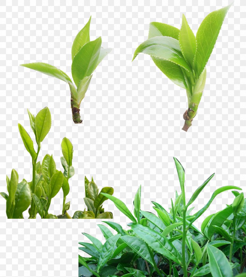 Green Tea Mecha Google Images, PNG, 841x946px, Tea, Advertising, Designer, Evergreen, Flowerpot Download Free