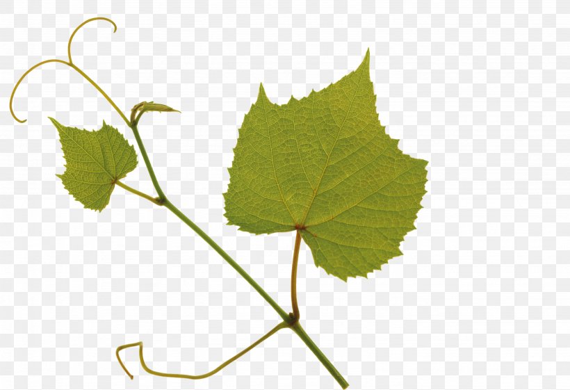 Kyoho Leaf Grape Green, PNG, 2873x1968px, Kyoho, Grape, Grape Leaves, Green, Leaf Download Free