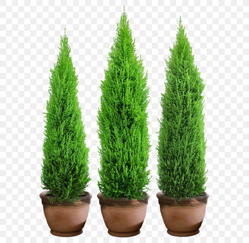 Tree Spruce Flowerpot Soil, PNG, 585x800px, Tree, Biome, Bonsai, Conifer, Cypress Family Download Free