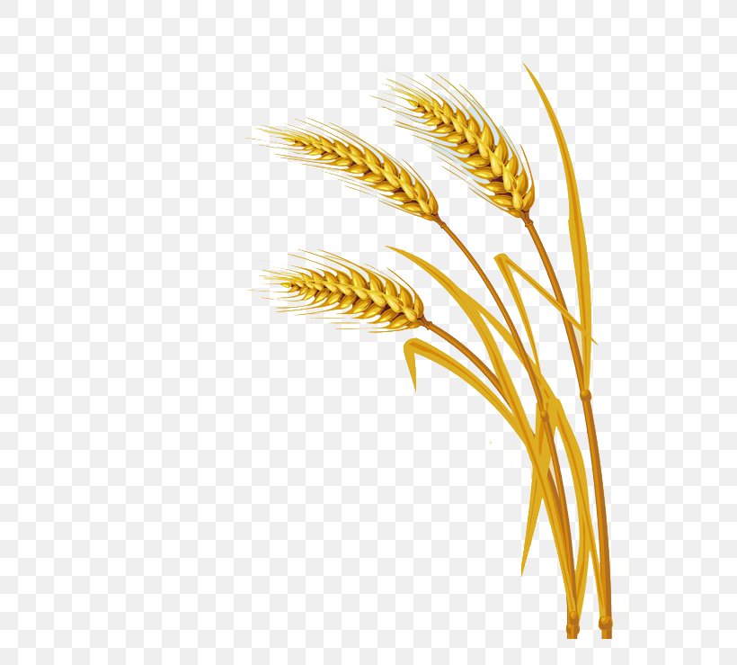 Wheat Download Clip Art, PNG, 584x739px, Wheat, Commodity, Ear, Emmer, Feather Download Free