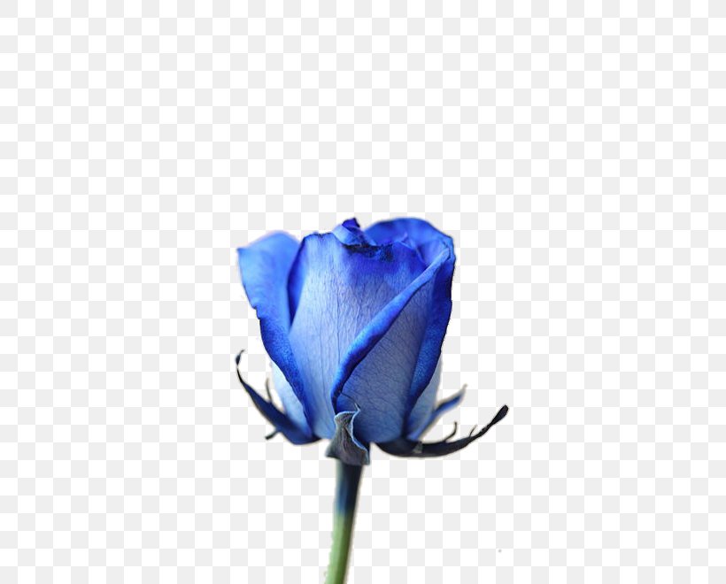 Blue Rose Garden Roses Cut Flowers Gardening, PNG, 440x660px, Blue Rose, Blue, Bud, Close Up, Color Download Free