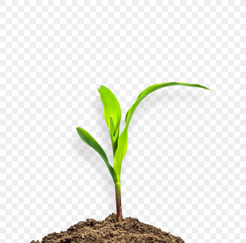 Maize Plant Seedling Stock Photography Soil, PNG, 1266x1255px, Maize, Baby Corn, Bud, Commodity, Crop Download Free