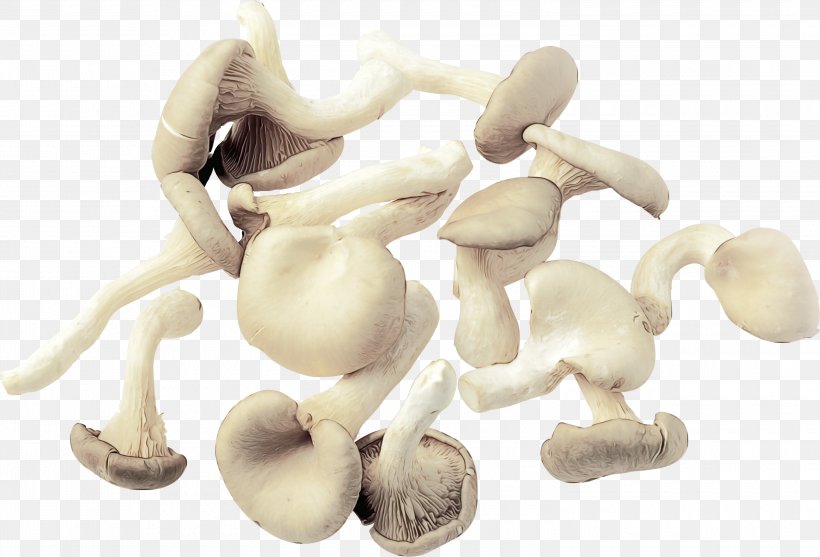 Mushroom Cartoon, PNG, 3000x2038px, Mushroom, Agaricus, Animal Figure, Bone, Common Mushroom Download Free