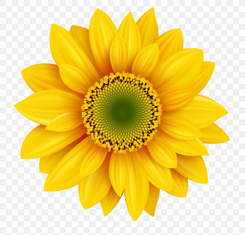 Royalty-free Photography Icon, PNG, 1024x982px, Royaltyfree, Can Stock Photo, Close Up, Common Sunflower, Daisy Family Download Free