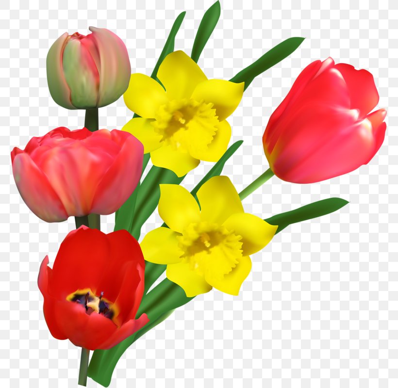 Tulip Yellow Flower Red Pink, PNG, 775x800px, Tulip, Color, Cut Flowers, Daffodil, Designer Download Free