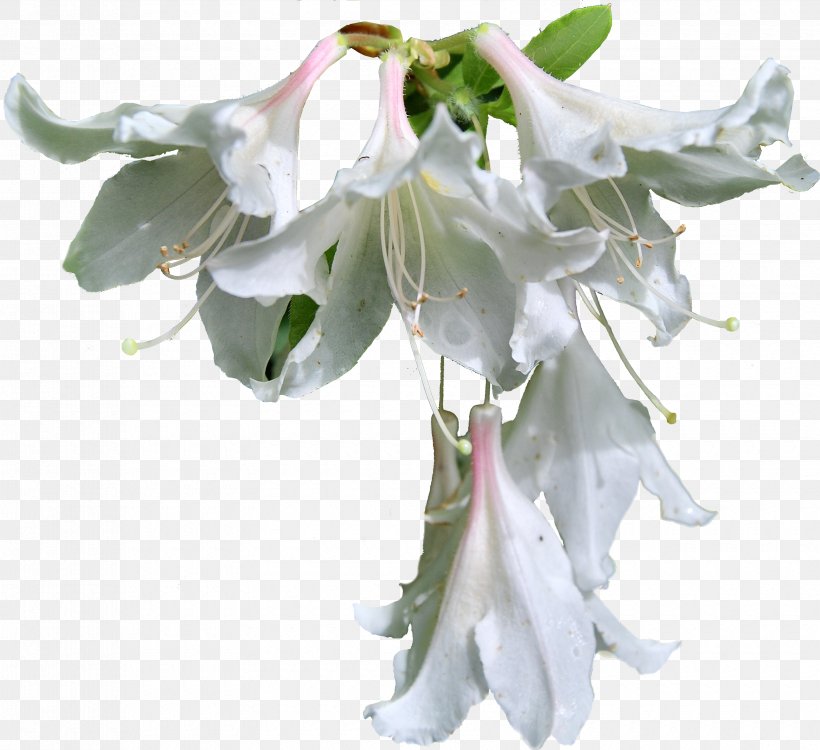 White Clip Art, PNG, 3360x3077px, White, Color, Computer Software, Cut Flowers, Flower Download Free