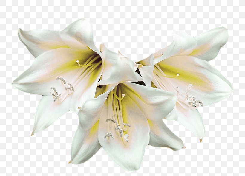 White Lilium, PNG, 800x591px, Watercolor, Cartoon, Flower, Frame, Heart Download Free